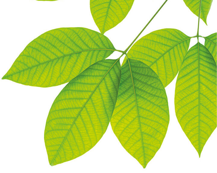 AMPO_green_nitrogen_2seitig